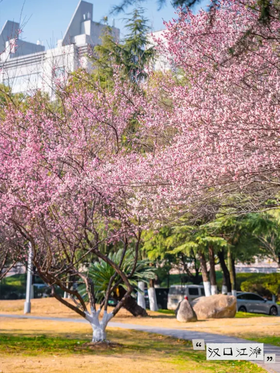 梅花开开开!武汉保姆级赏梅攻略(附地图
