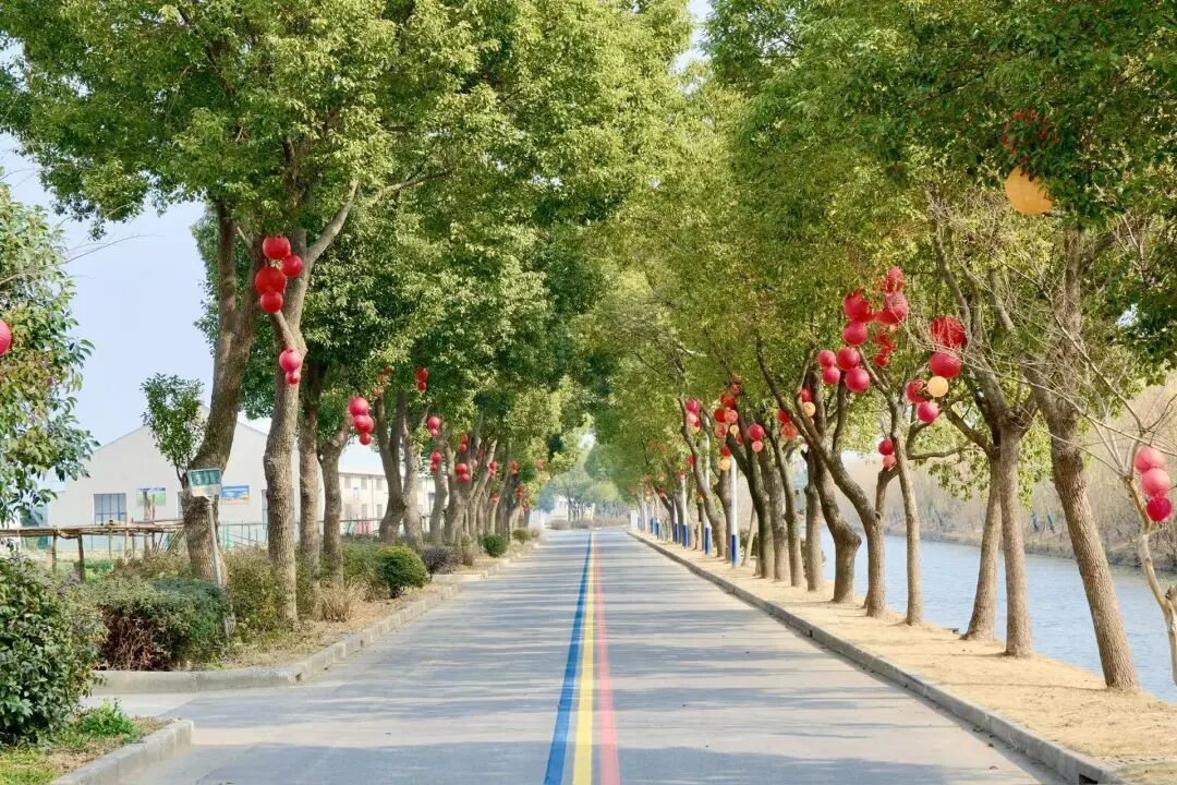 上海这里藏了个宝藏村!600多岁古树+绝美田园,承包你的周末“小逃离”!