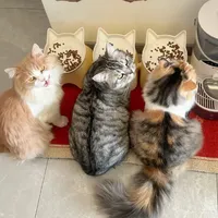 一篇教你：如何挑选猫粮‼️