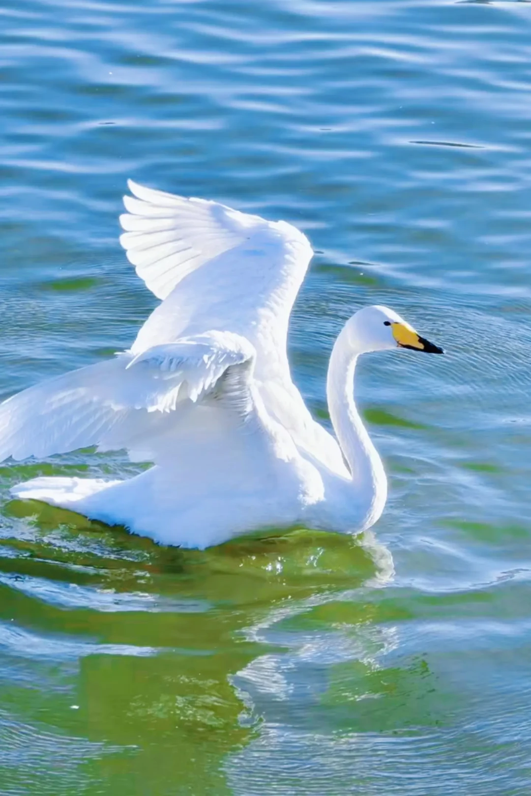 带娃看天鹅🦢两日游