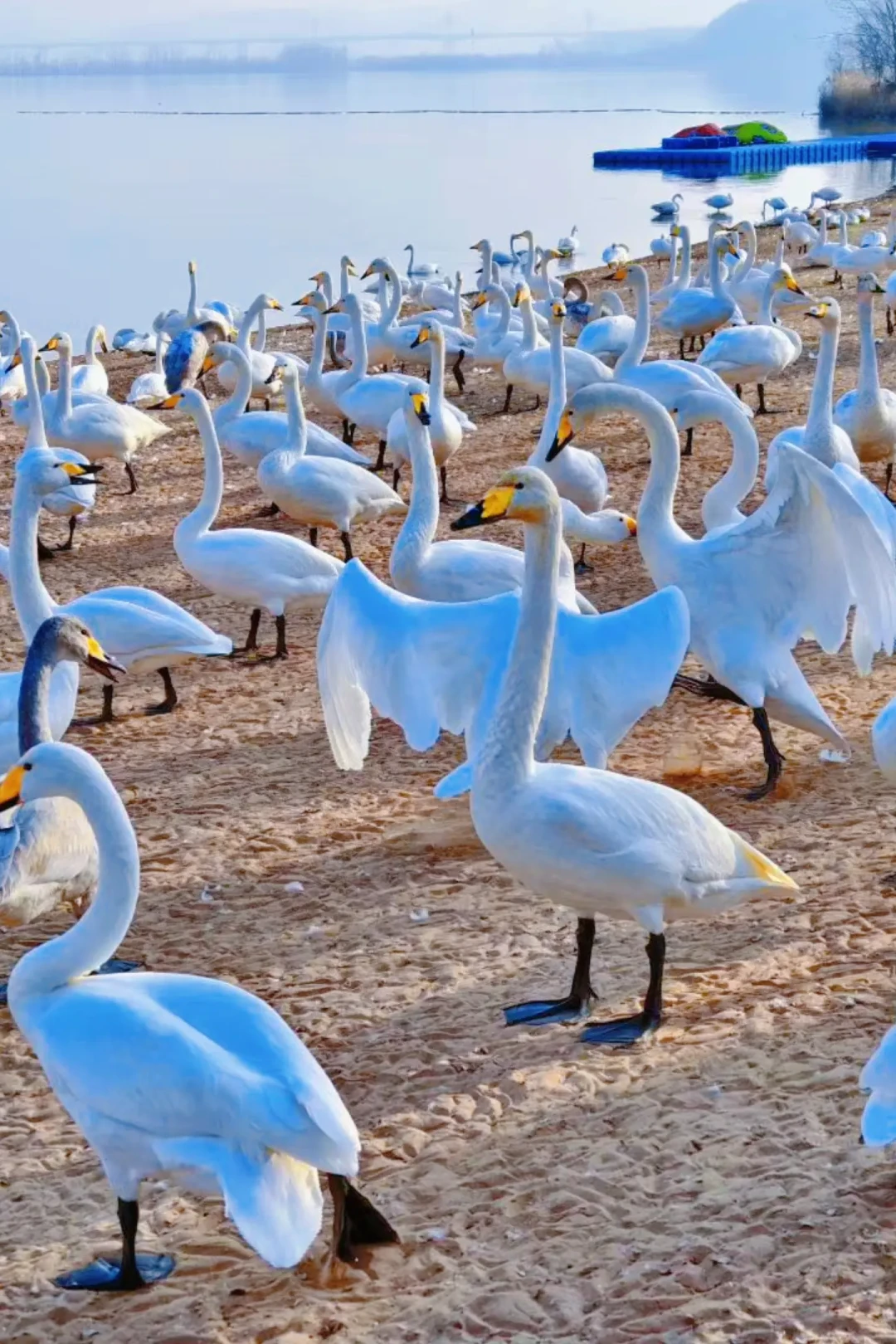 带娃看天鹅🦢两日游