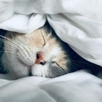 【新年必入优质猫粮清单】2026年哪款猫粮好健康不贵？优选推荐！