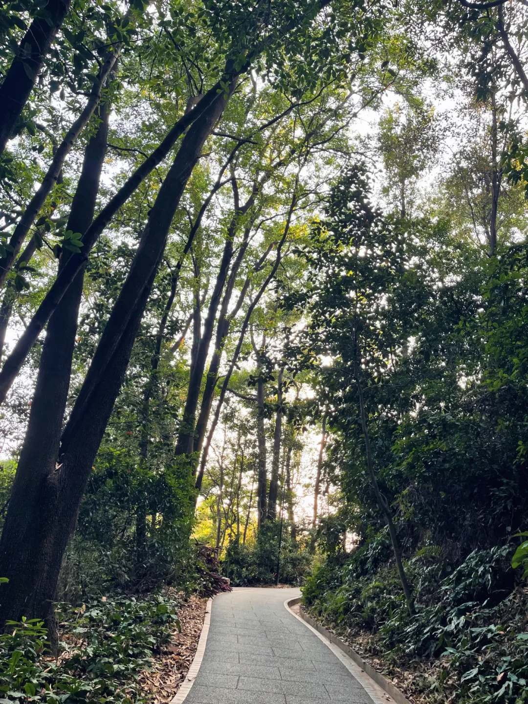 每周一徒步|解锁白云山隐藏徒步路线🚶