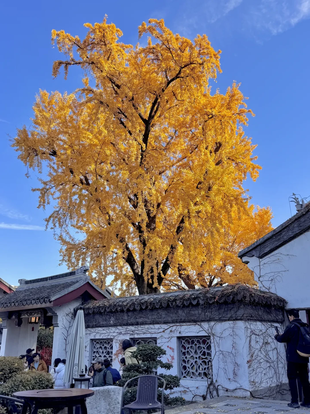 12.4实拍😭惠山古镇的秋景赢麻了!!!!附攻略