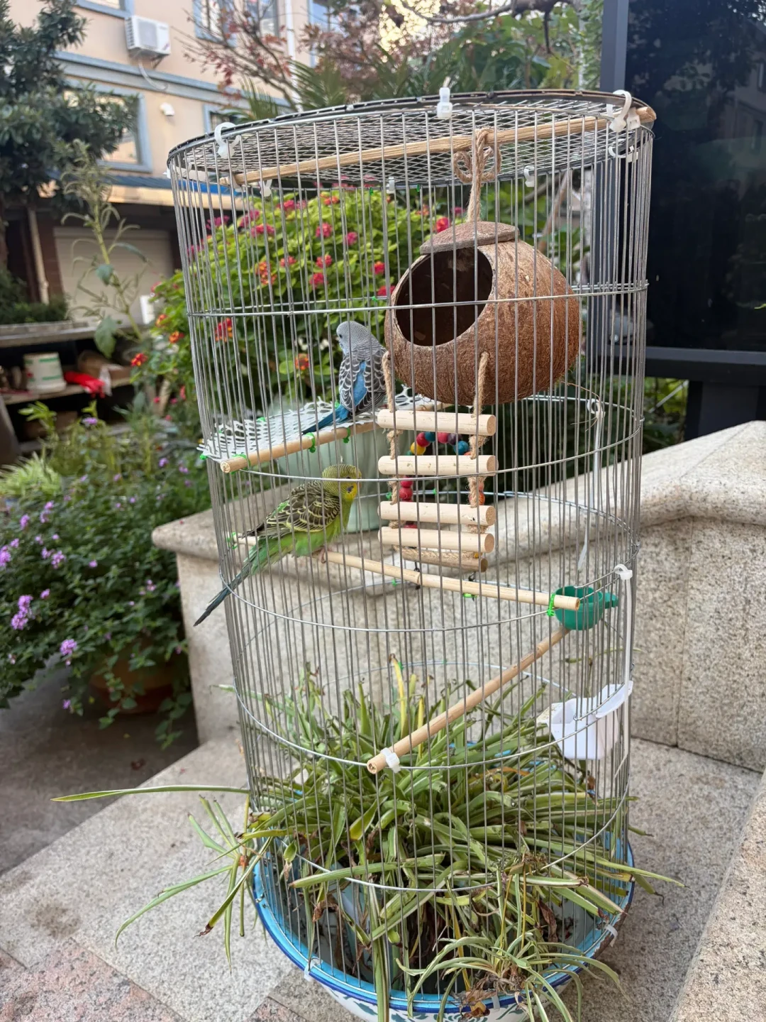 省钱版自制花盆鹦鹉鸟笼🦜