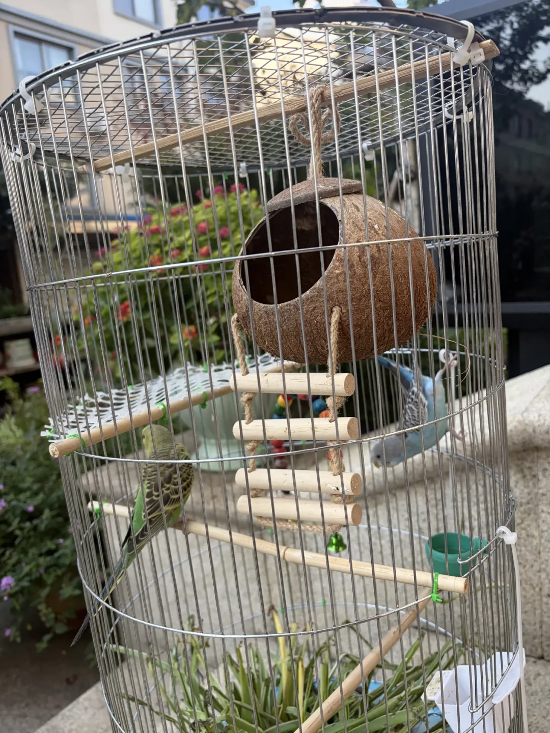省钱版自制花盆鹦鹉鸟笼🦜
