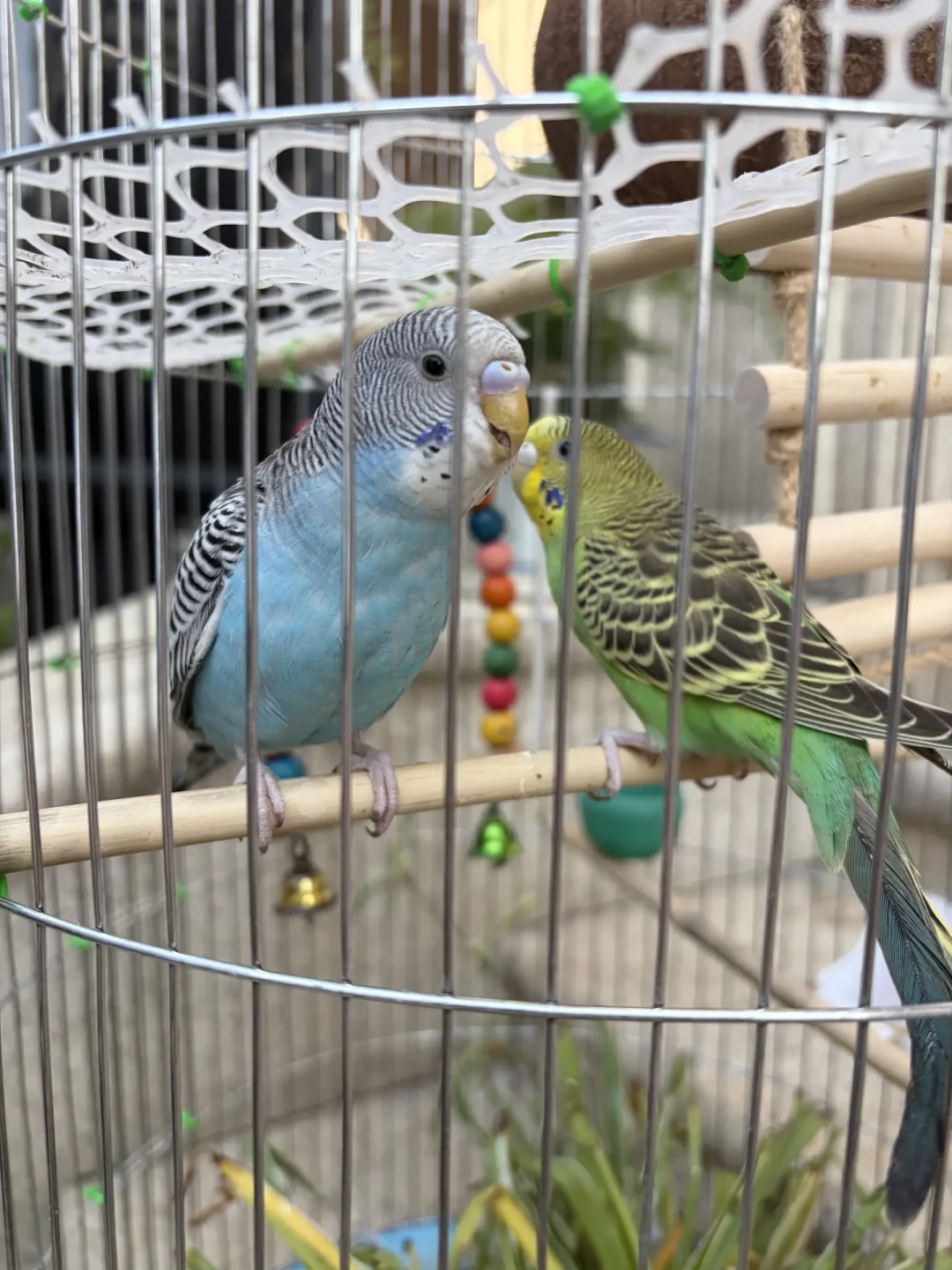 省钱版自制花盆鹦鹉鸟笼🦜
