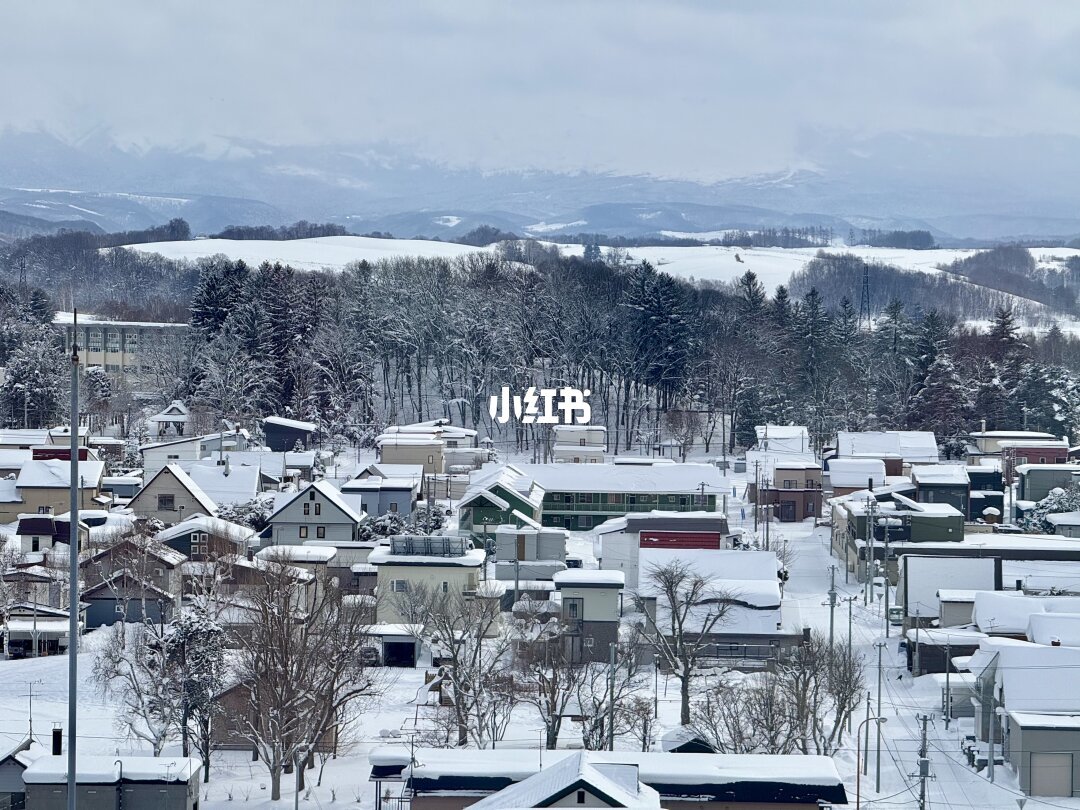 美瑛一日游攻略🌲