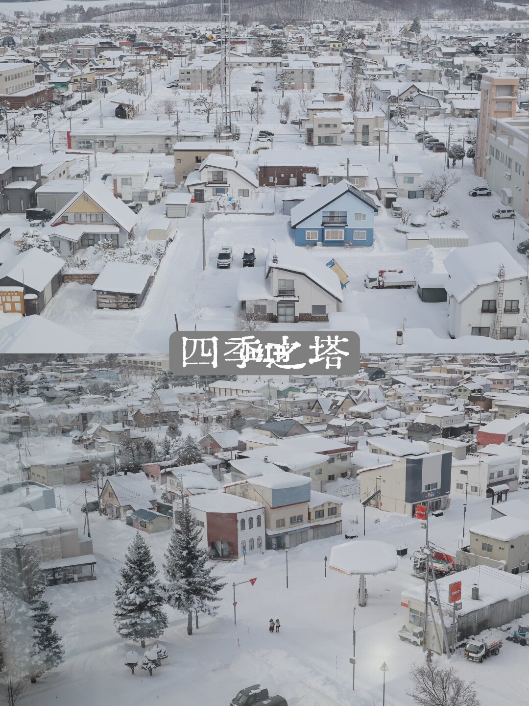 美瑛一日游攻略🌲