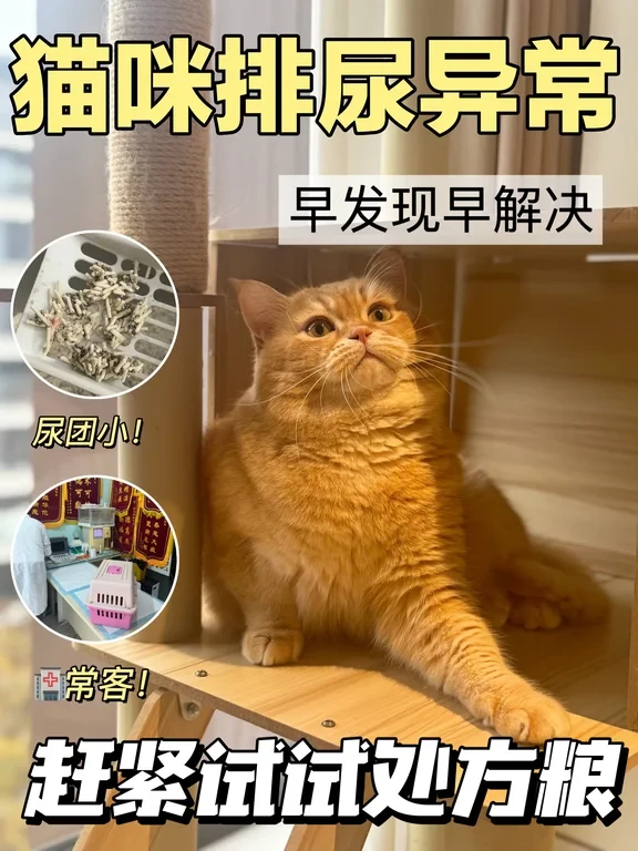 猫咪尿不出来？赶紧试试处方粮