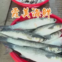 闽南渔港挑海鲜！今天带你们去漳浦霞美 #闽南渔港美食 #漳浦买海鲜攻略 #漳州赶海买海鲜 #渔港挑海鲜技巧 #本地人私藏海鲜市场