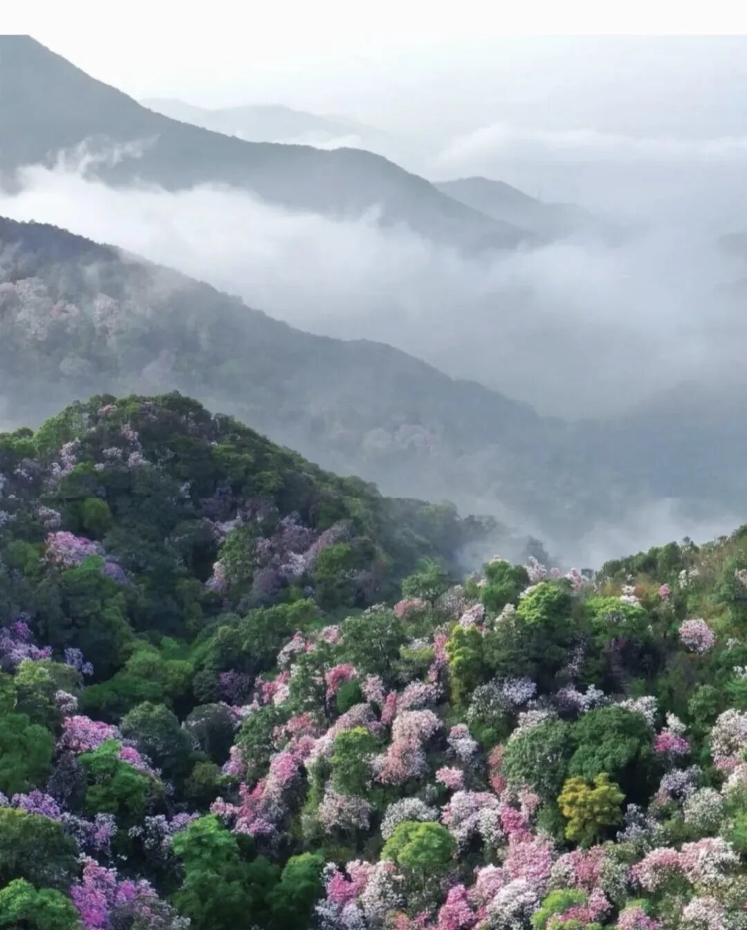 免门票！唯一我想每个季节都去的森林公园！春天杜鹃花海太震撼！！