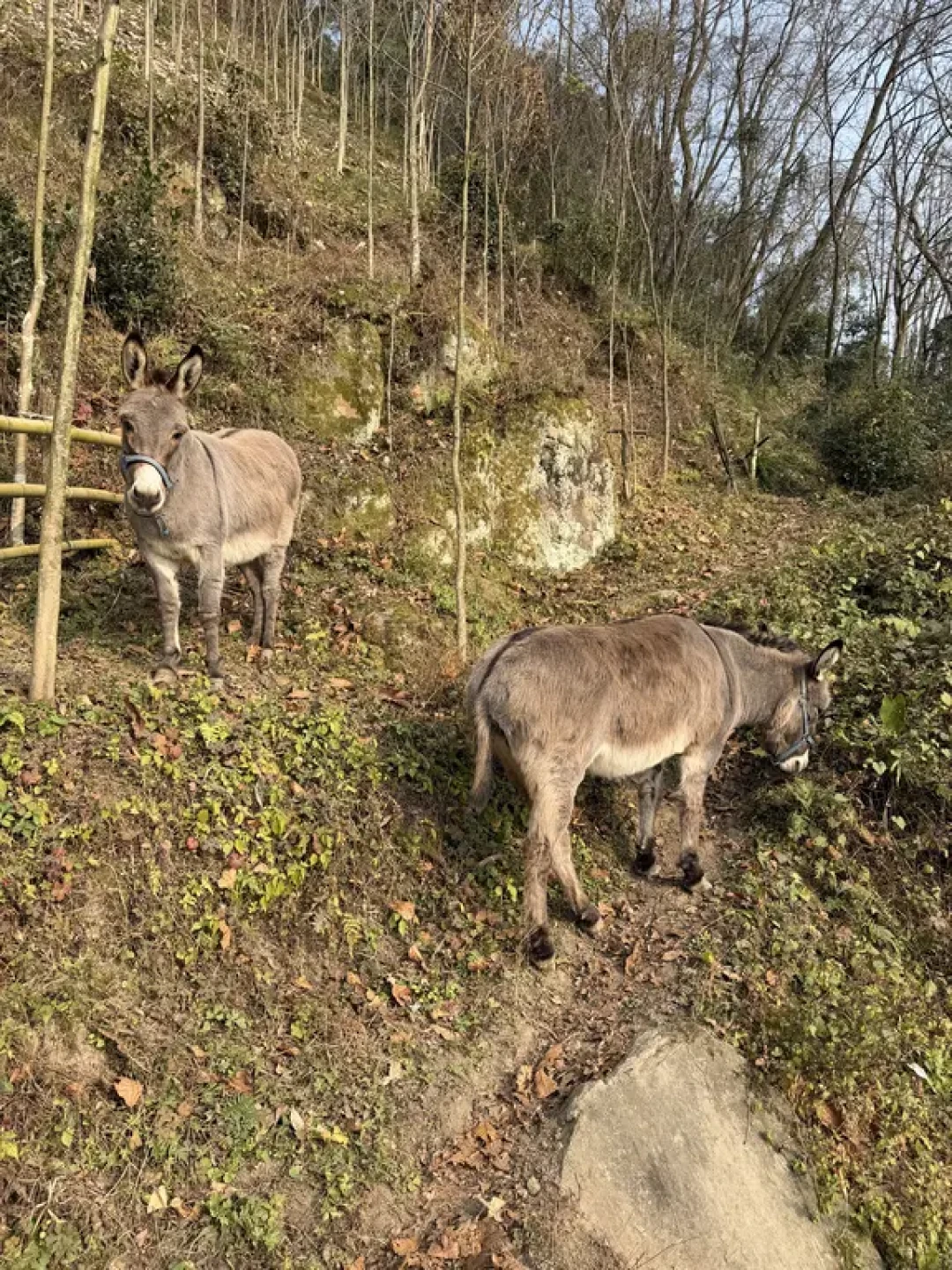 都江堰周家山环线，山脊徒步，每周一山107