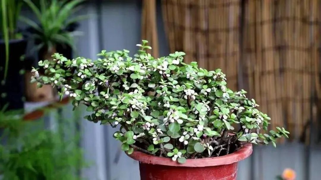 别错过2月扦插季!这5种花插一根活一根,养几年妥妥养花大户