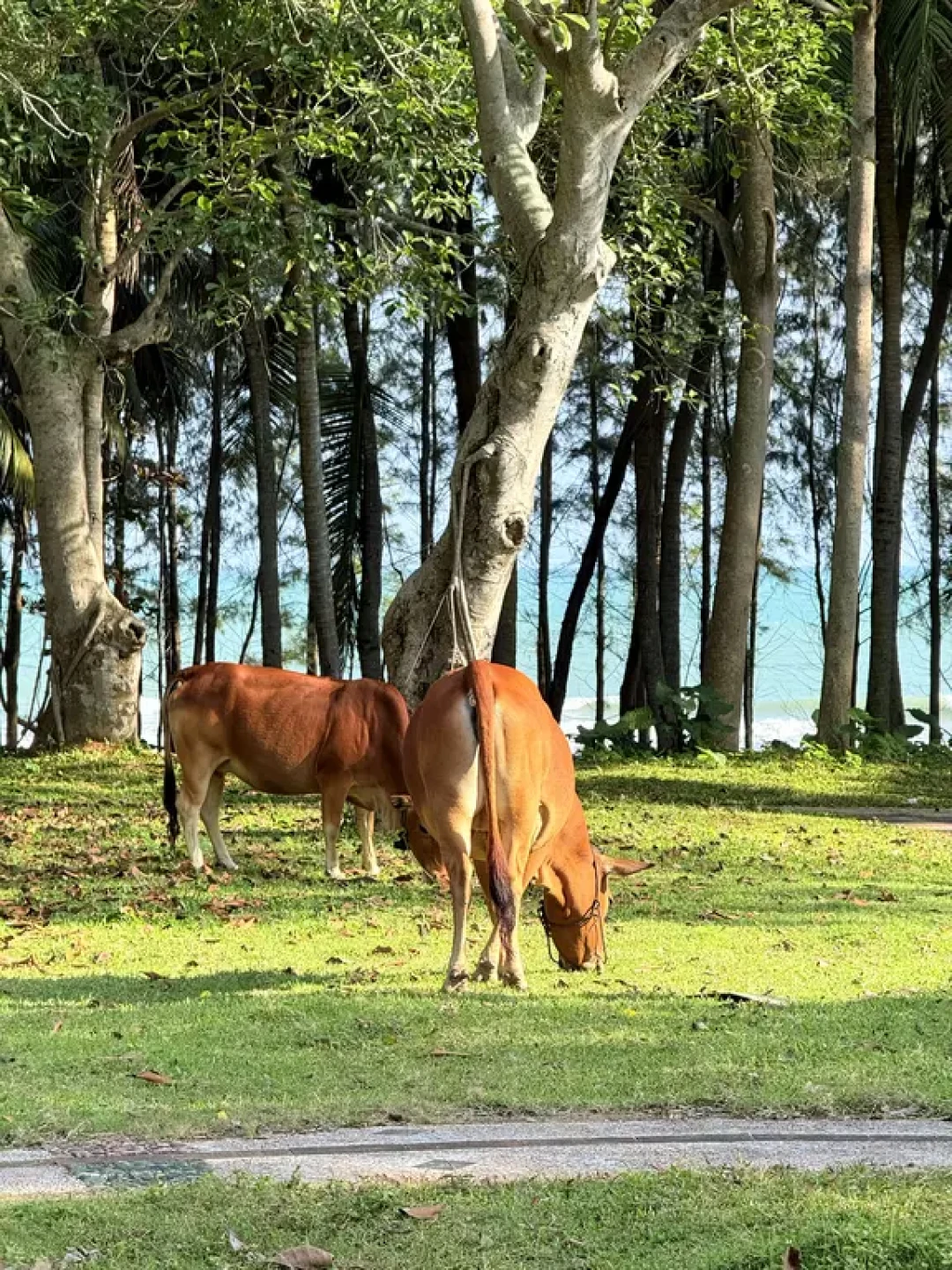 环海南岛自驾🚗博鳌站📍有点惊喜(含攻略)