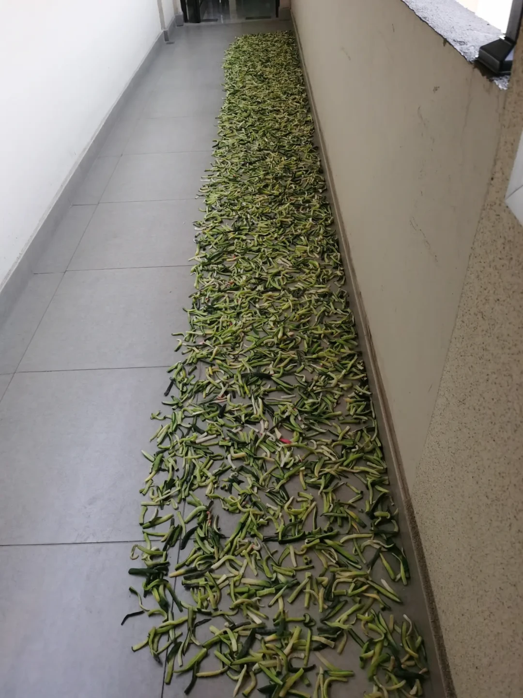 又到了一年一度腌萝卜干的季节了