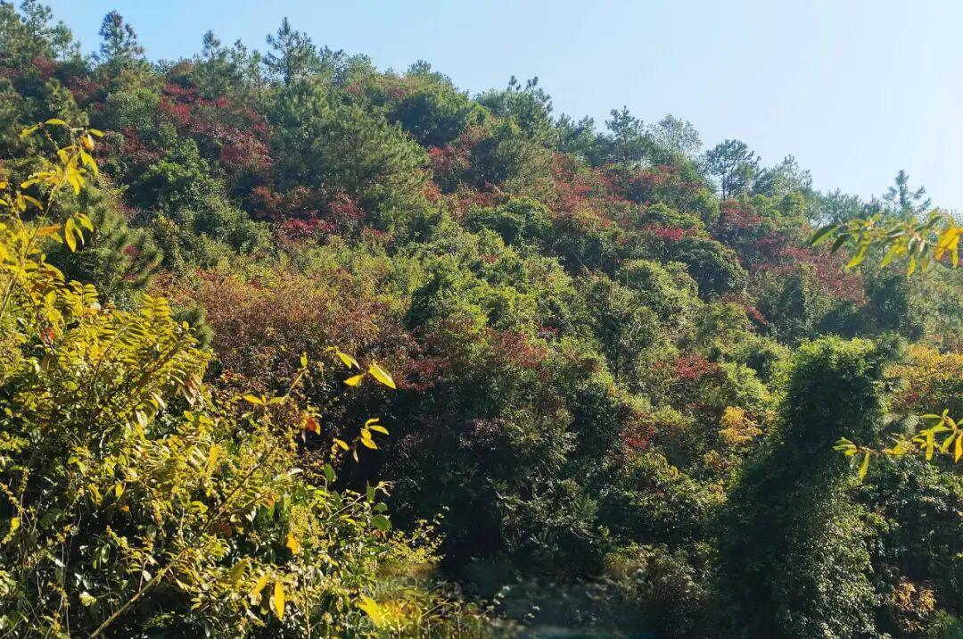 佛山有好“野”丨2025年佛山自然观察合集（上）