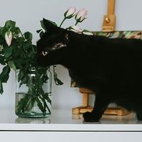 2026年国产优质猫粮推荐，低预算养宠达人都买什么猫粮？