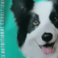 春节留守不焦虑，边牧喂养这样做｜凯锐思专用粮守护爱犬安心过年
