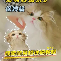 保姆级猫咪赛级洗护|超详细居家简易版教程