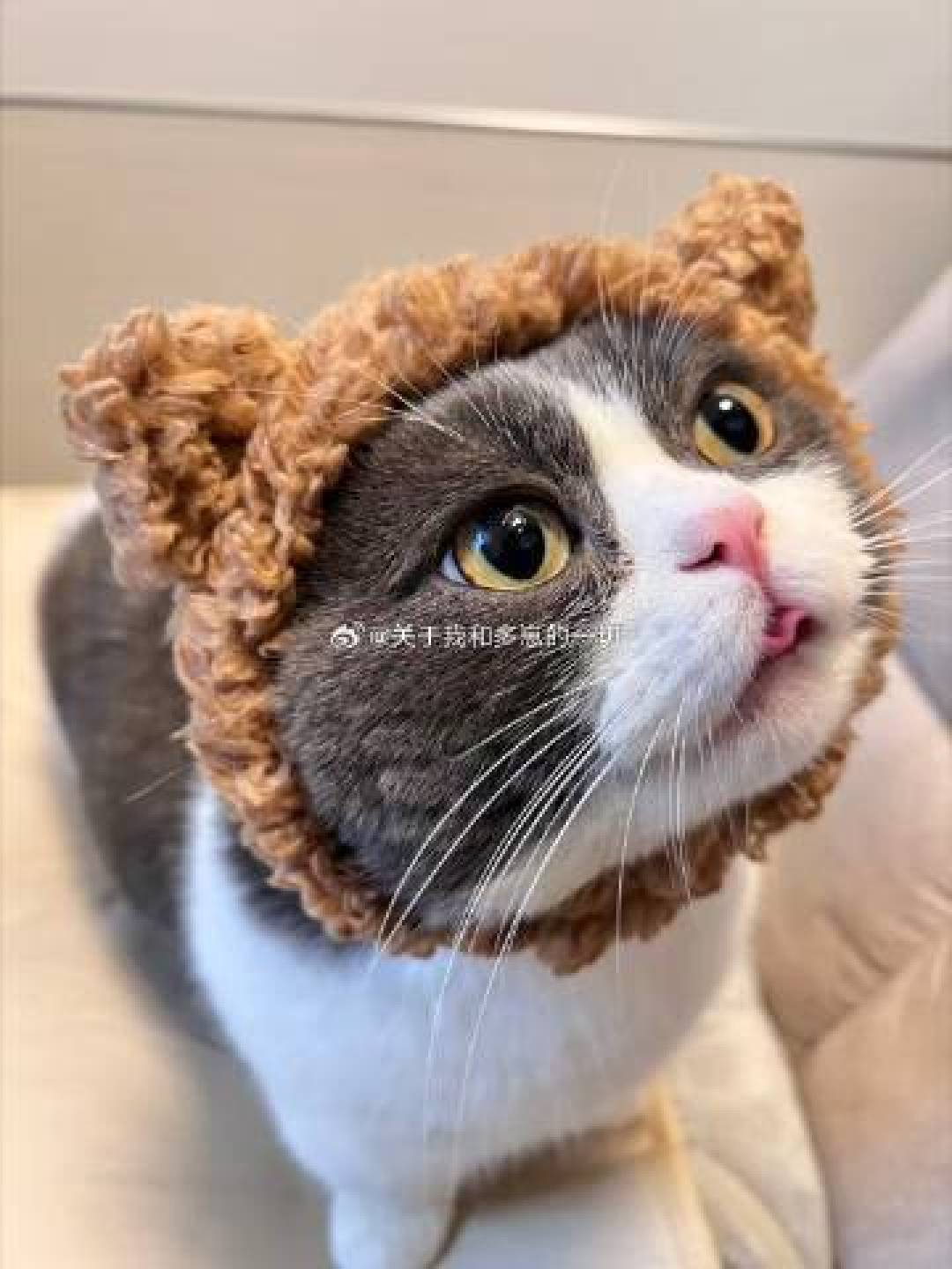 准铲屎官请就位！这份保姆级养宠全攻略，帮你告别手忙脚乱。