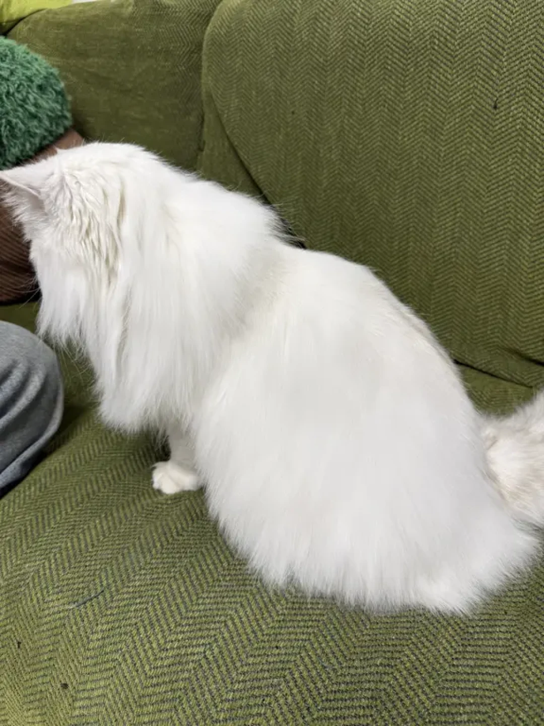 克里斯汀森和船记(附长毛棉毛猫效果图)