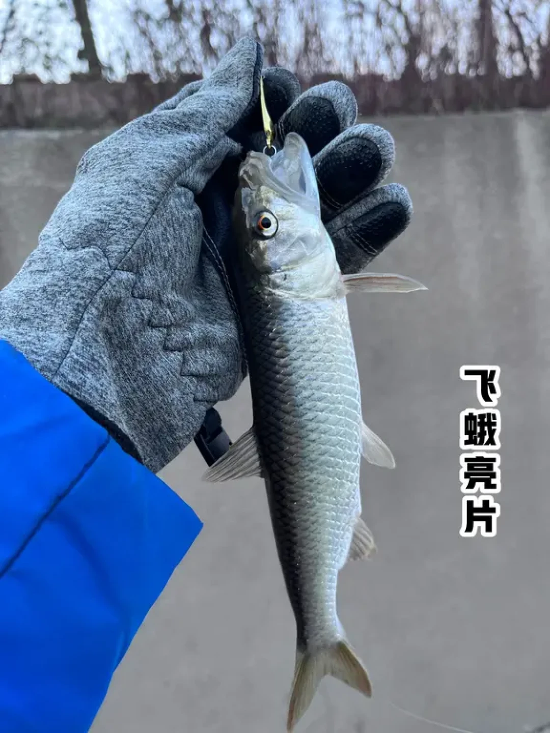 完成小满贯!用饵盒里所有饵上一遍马口