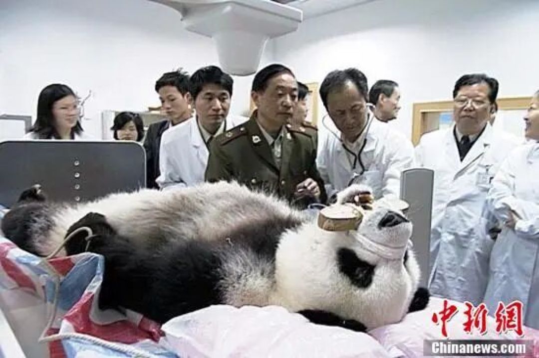 新熊猫天团来了,你还记得那个名叫“巴斯”的传奇吗?