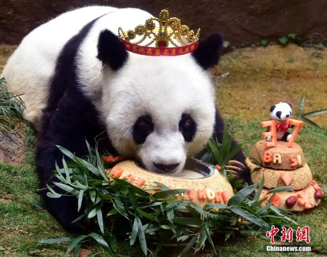 新熊猫天团来了,你还记得那个名叫“巴斯”的传奇吗?