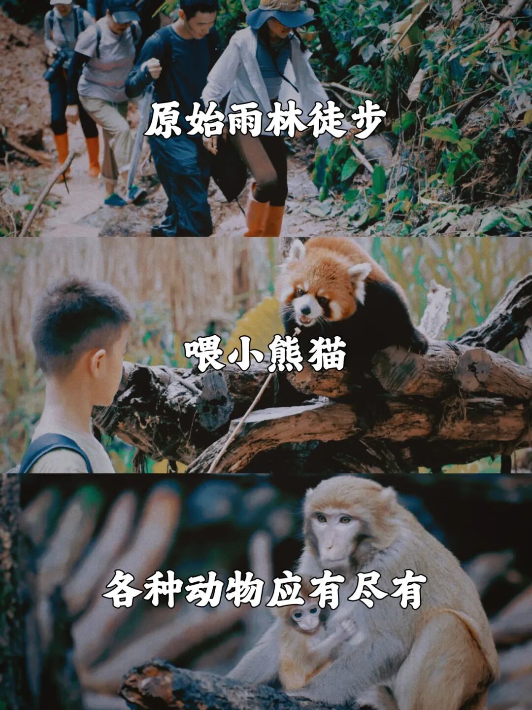 【寒假亲子】秘境西双版纳,热带雨林、民族与神奇生物的探索之旅