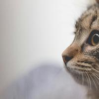 养猫不能喂人吃的饭菜只能喂猫粮吗？