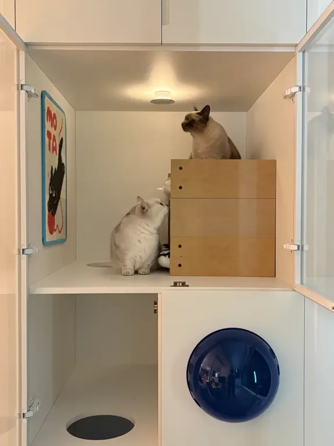 猫奴狂喜！新家适猫化设计大公开！