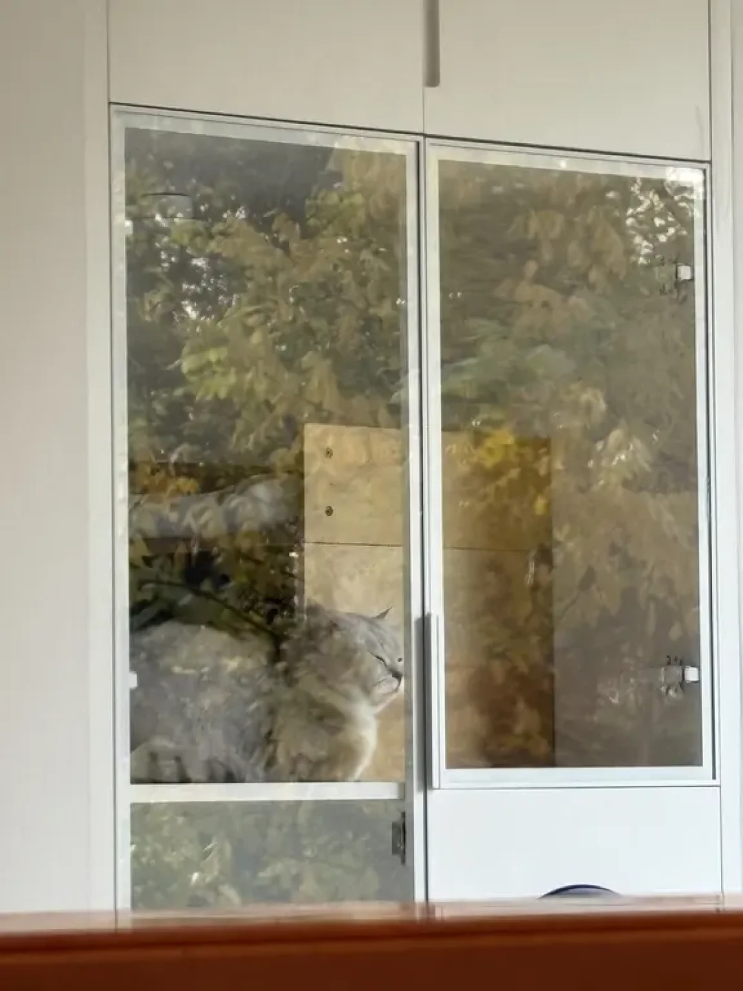 猫奴狂喜！新家适猫化设计大公开！