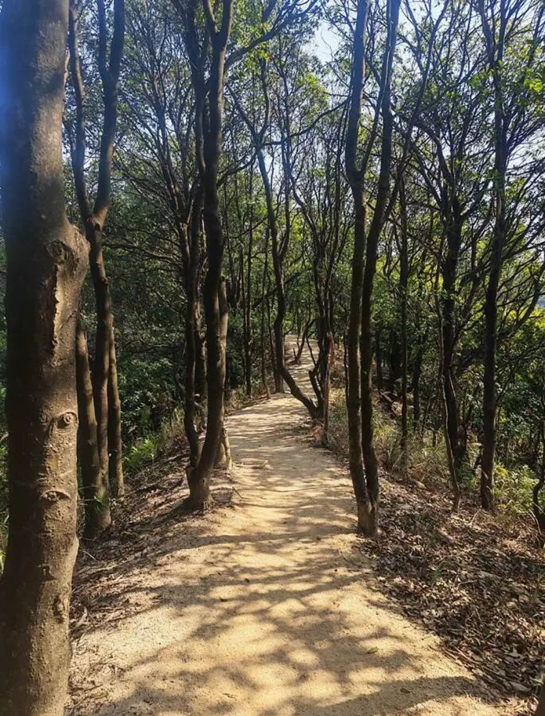 有空请多到山里走一走---26新年“侨梅银”穿越记