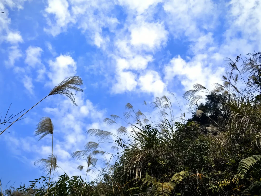 大邑三元场野趣徒步环线|冬日梅花已开