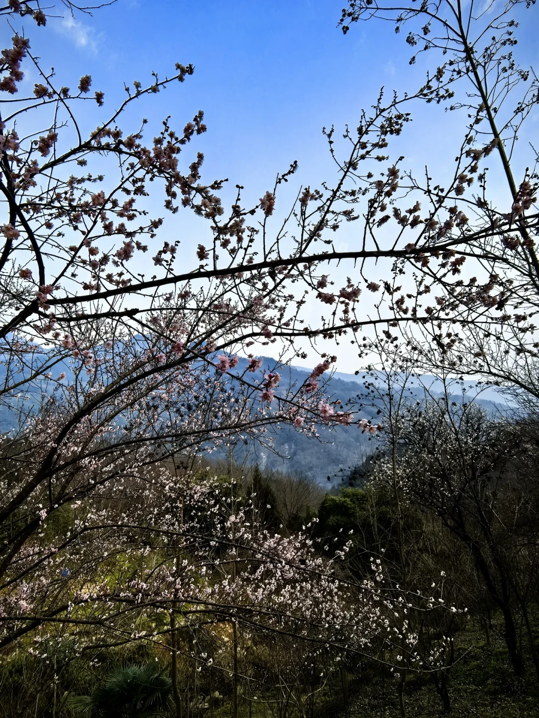 大邑三元场野趣徒步环线|冬日梅花已开