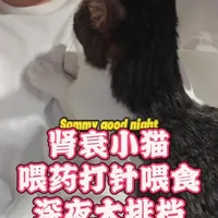 依然是骚咪这只14岁半的肾衰小猫睡前喂药打针吃饭一条龙大排档服务~ 最近吃得好,它状态好了很多,扒拉我的劲儿都大了不少,吃喝拉撒一切正常,可怜我没一个整觉呜呜呜,照顾生病的老年小猫需要很多爱和很多时间,养前要慎重,养后要负责
#猫肾衰 #老年猫 #皮下补液 #给猫喂药 #猫强饲
