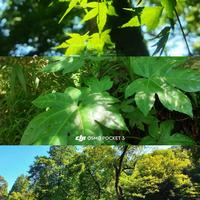 谁懂！Pocket3真的能拍出绿色的生命感｜附参