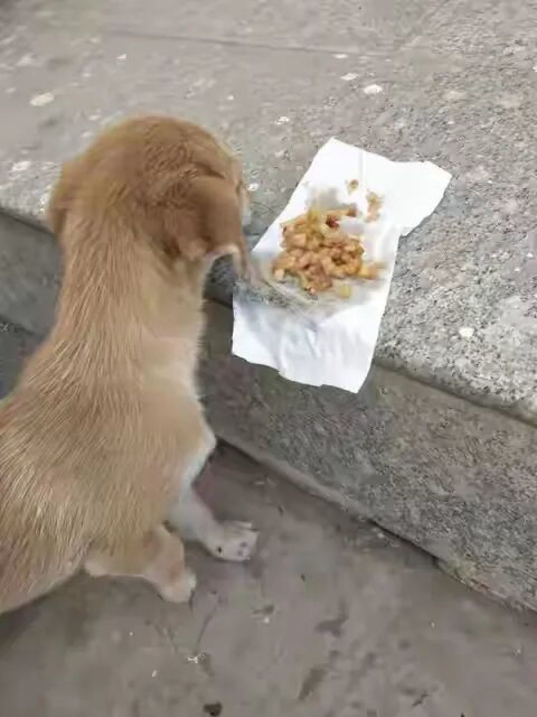 别被忽悠啦!狗狗一天喂一顿真能长寿吗?