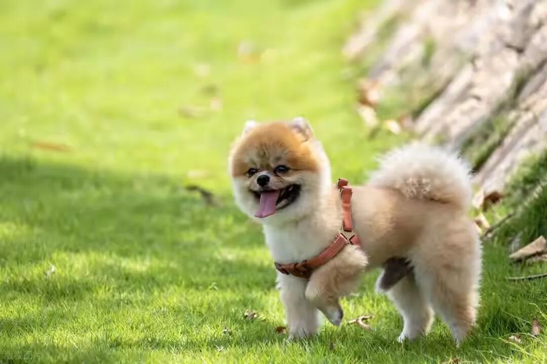 别被忽悠啦!狗狗一天喂一顿真能长寿吗?