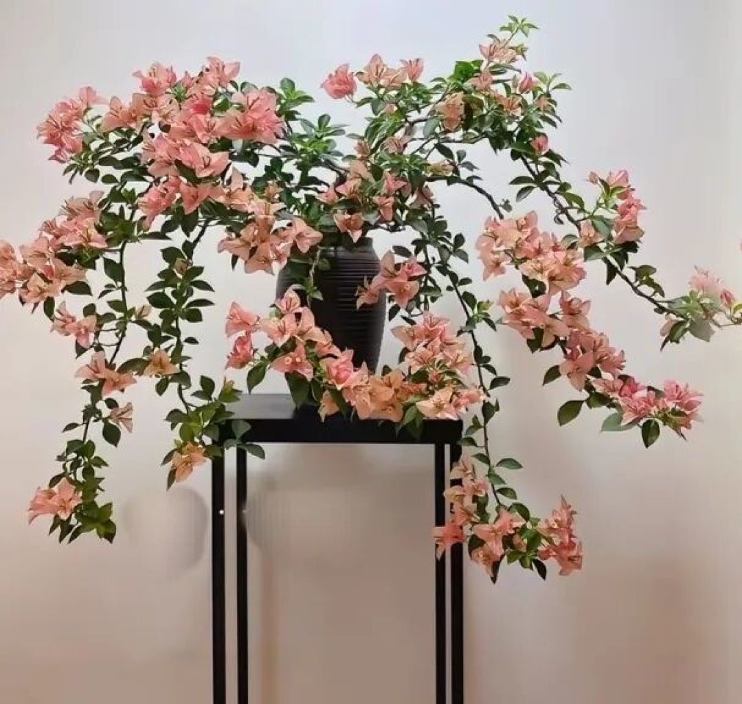 本来开花就美,现在做个造型,岂不美到心尖尖上了。