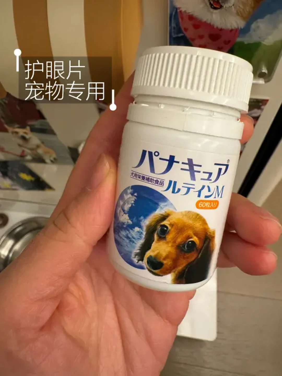 13岁老年柯基日常补剂公开