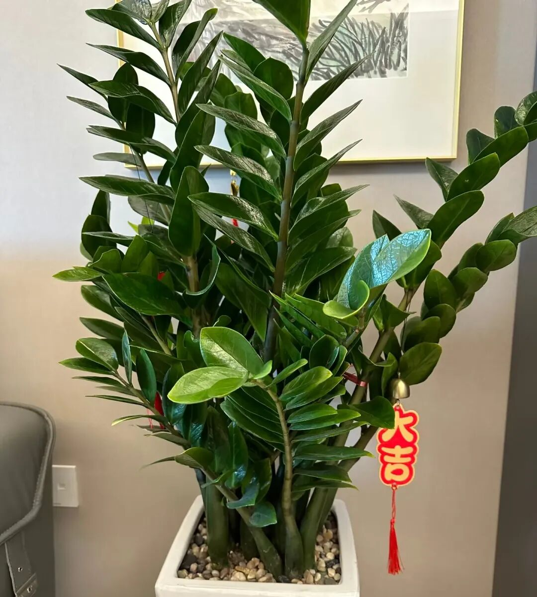“家有7花,十宅十发”,7种吉利花,摆在客厅“镇宅旺家”!