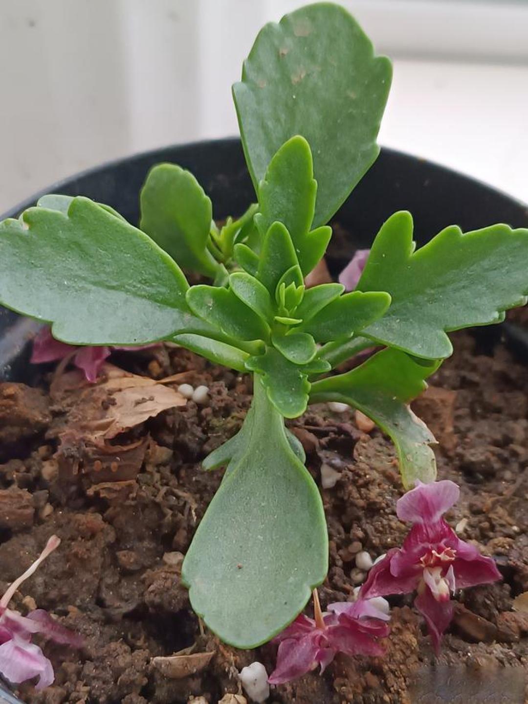 养花一点不复杂,一个枝条一盆花