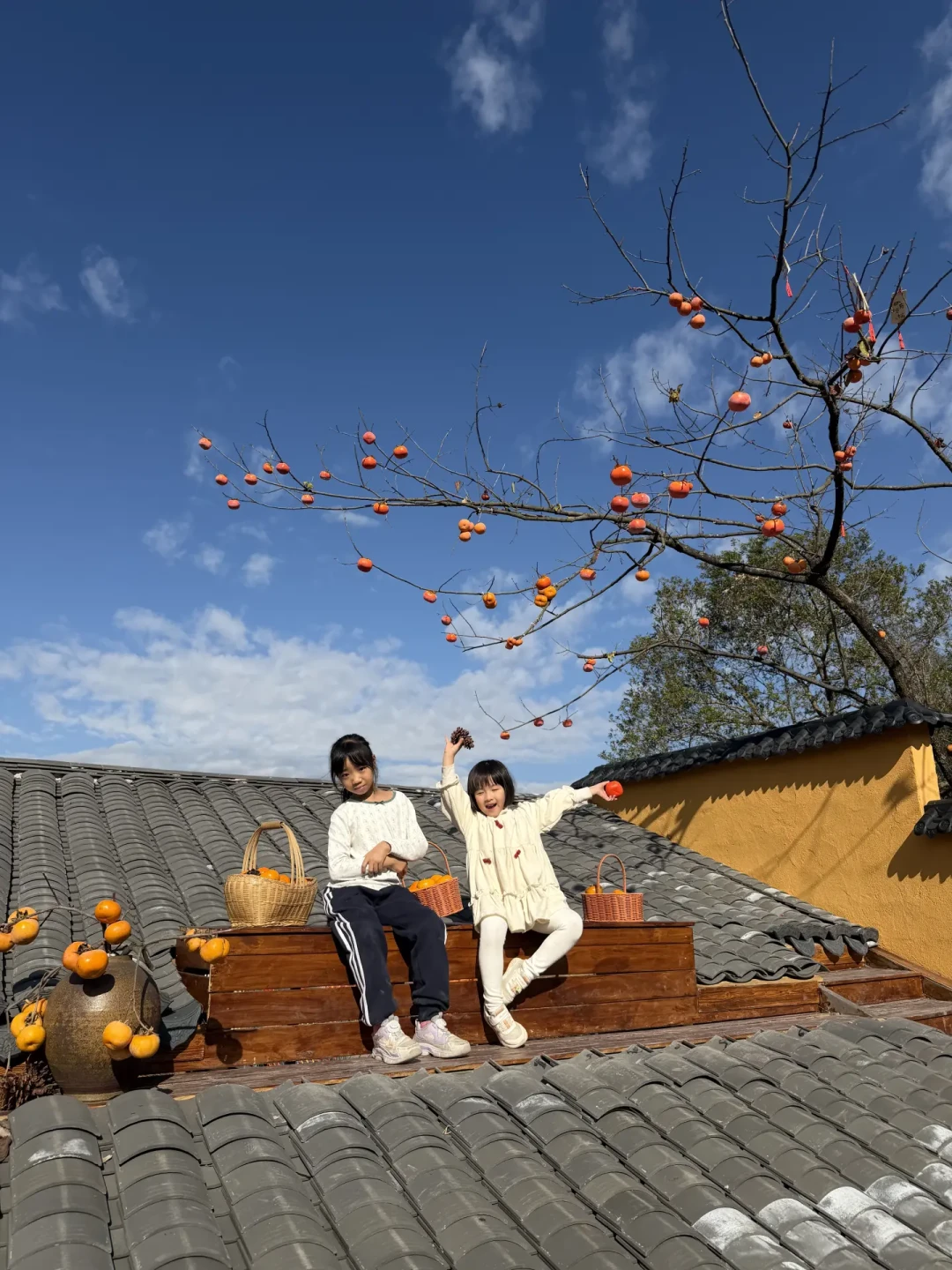 一柿入秋🍂柿子红了~