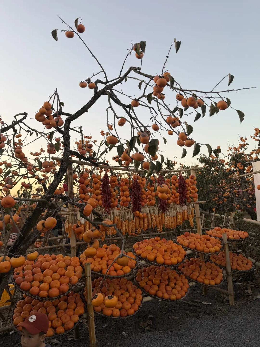 一柿入秋🍂柿子红了~