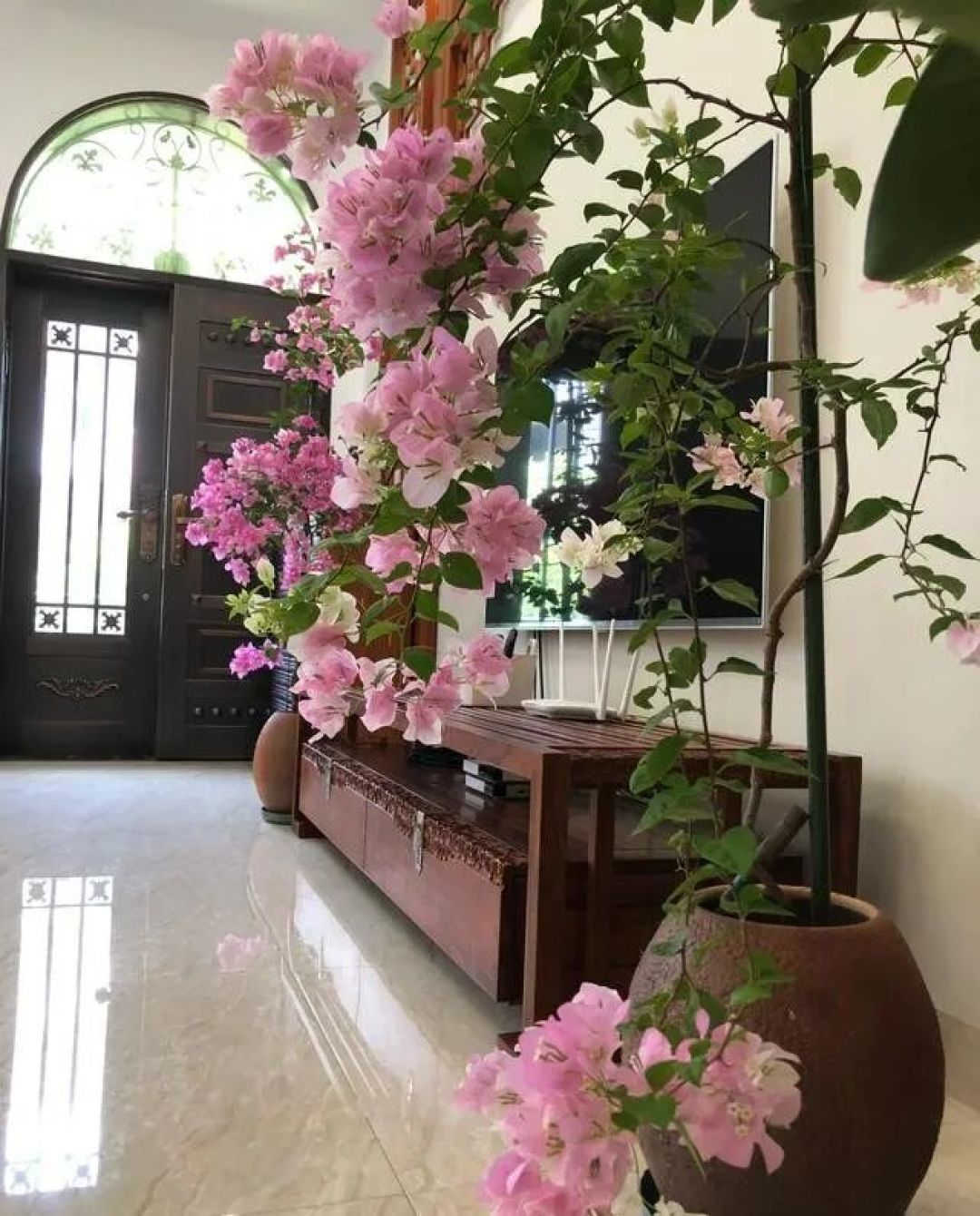 福建小姐姐用时一年,完美诠释了“养花的尽头是三角梅”,太美了