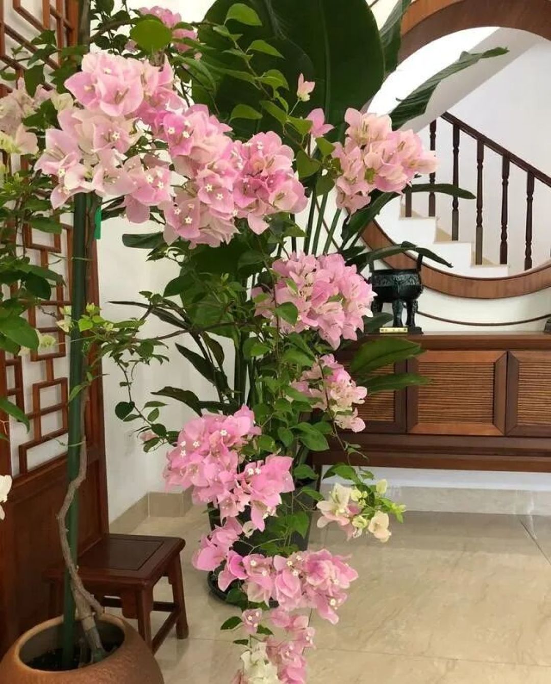 福建小姐姐用时一年,完美诠释了“养花的尽头是三角梅”,太美了