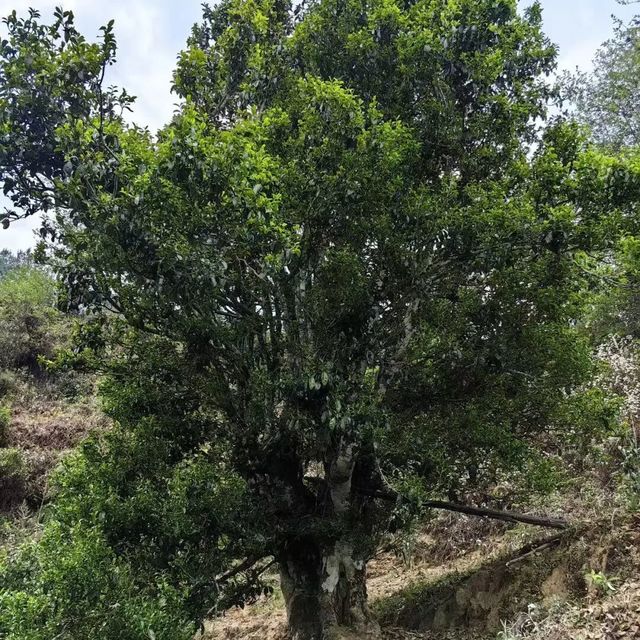 您平时喝的贡眉与寿眉，是同一种茶吗？