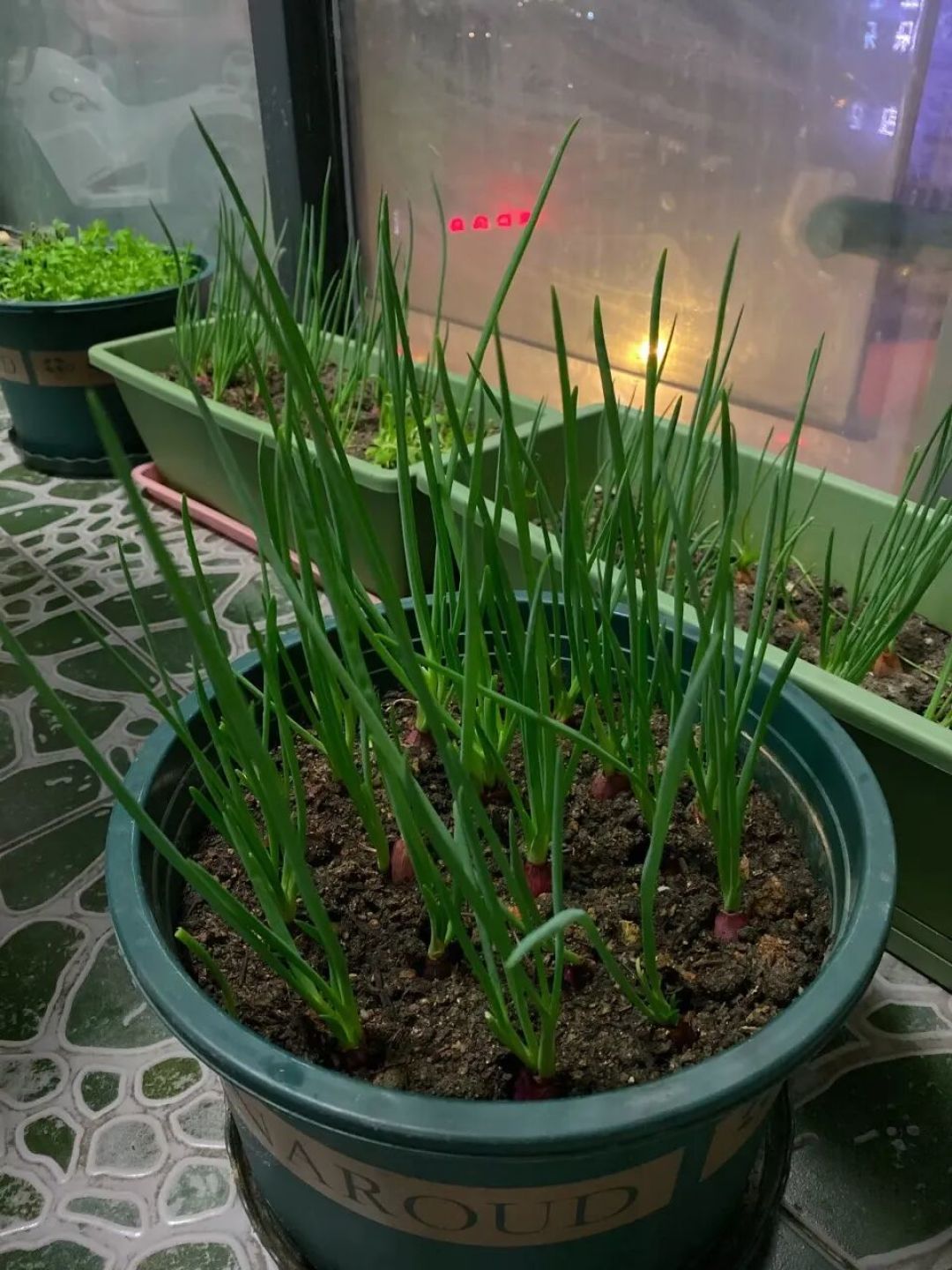 阳台变菜园!这6种“盆栽蔬菜”最好养,掐了又长吃不完,比买的还新鲜!